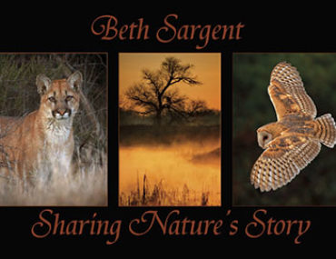 Beth Sargent, Featured Artist for August 2014