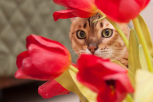 Mini Belle w tulips NMW