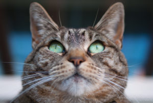 Woods cat WM