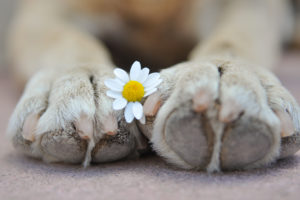 flower paws
