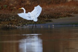 MAJESTIC REFLECTIONS -SIG