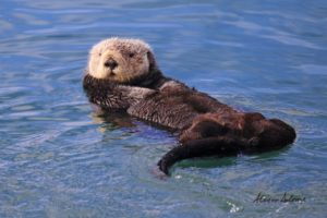 OTTERLY ADORABLE -SIG