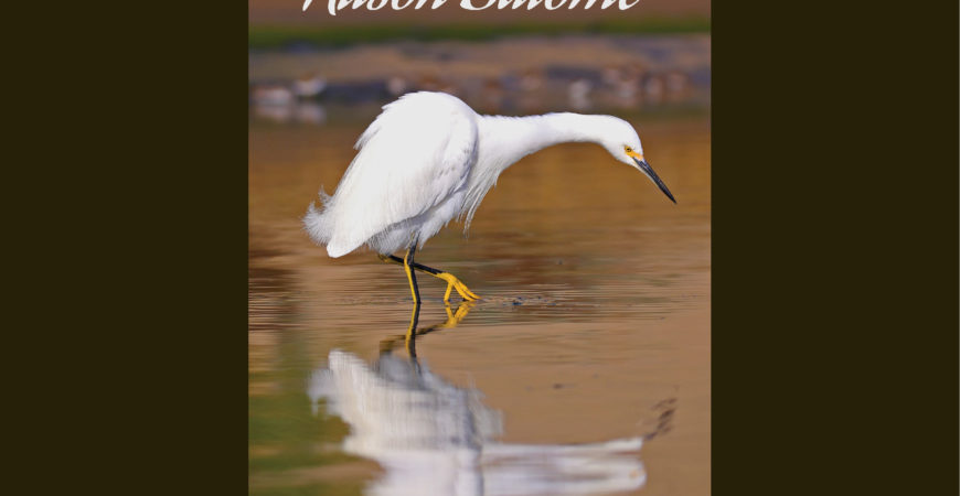 Alison Salome, Guest Artist for April 2016