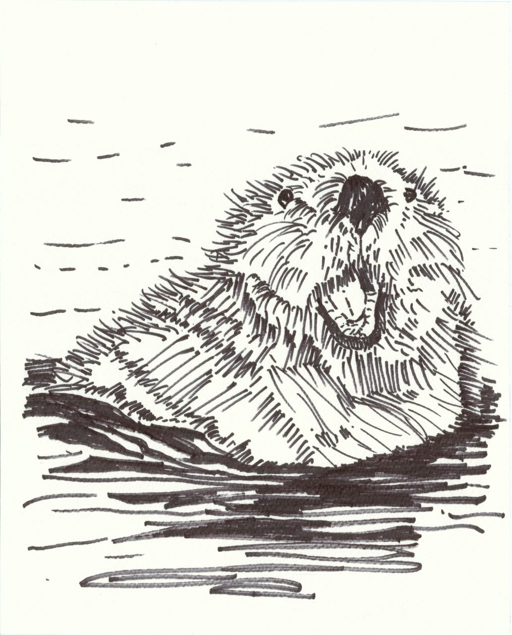 A Drawing of an Otter